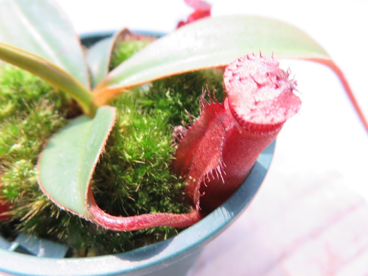 Amazon.co.jp: N.palawanensis(BE-3651)× N.edwardsiana Kinabalu 2022